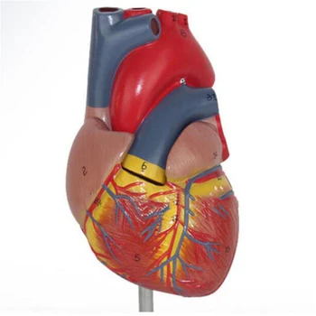 1: 1 Анатомия человеческого сердца, Медицинская Анатомическая модель, Обучающая с 34 отметками